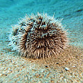 Podvodný fotoaparát Scubapro SeaLife MICRO 3.0 64 GB