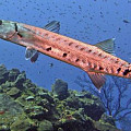 Podvodný fotoaparát Scubapro SeaLife MICRO 3.0 64 GB