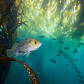 Podvodný fotoaparát Scubapro SeaLife MICRO 3.0 64 GB