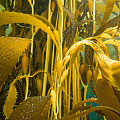 Podvodný fotoaparát Scubapro SeaLife MICRO 3.0 64 GB